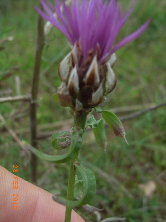 Centaurea deusta  (Asteraceae)